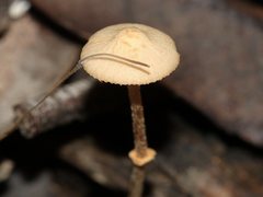 Conocybe filaris