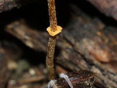 Conocybe filaris