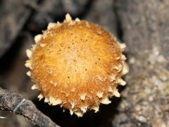 Psathyrella echinata