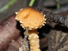 Psathyrella echinata