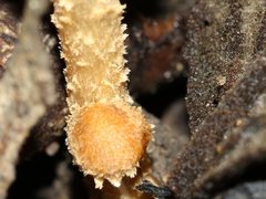 Psathyrella echinata