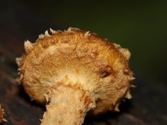 Psathyrella echinata
