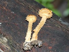 Psathyrella echinata