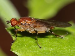 Tapeigaster annulata