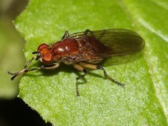 Tapeigaster annulata