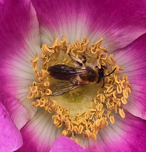 Painted Mining Bee