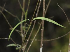 Parsonsia brownii