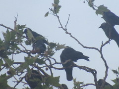 Corvus monedula