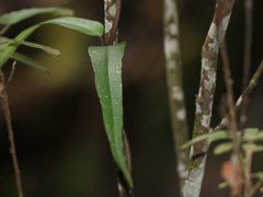 Parsonsia brownii