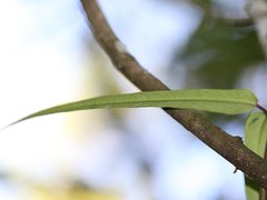Parsonsia brownii