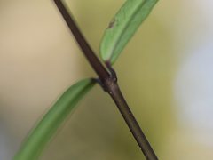 Parsonsia brownii