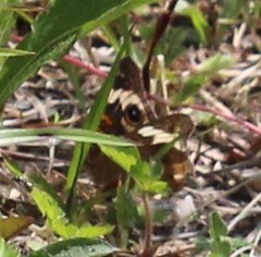 Junonia coenia coenia