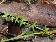 Galium leiocarpum