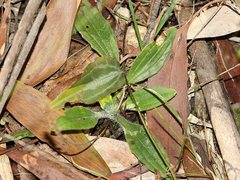 Plantago debilis