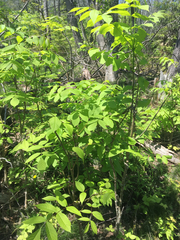 Fraxinus nigra