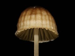 Mycena marangania