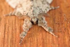 Dasychira vagans