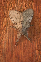 Dasychira vagans