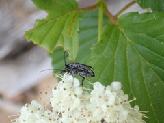 Strangalia acuminata