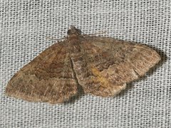 Chrysolarentia bichromata