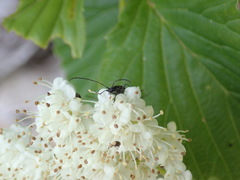 Strangalia acuminata