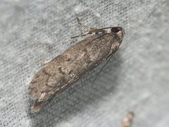 Ericrypsina chorodoxa