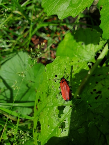 Black-headed Cardinal Beetle, Noord-Holland, NL, photo 9 of 10