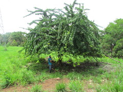 Crescentia alata