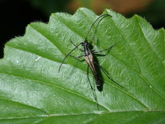 Strangalia acuminata