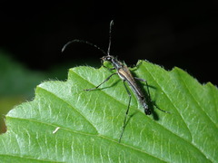Strangalia acuminata