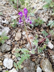 Oxytropis ambigua