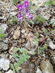 Oxytropis ambigua