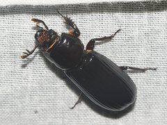 Aulacocyclus edentulus