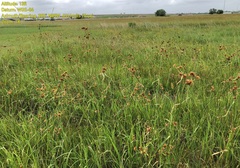 Rhynchospora indianolensis