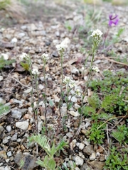 Draba lanceolata