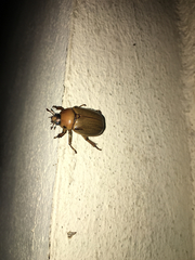 Pelidnota perplexa