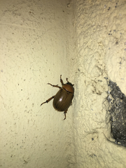 Pelidnota perplexa