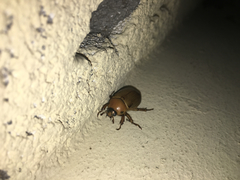 Pelidnota perplexa