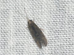 Ecnomidae