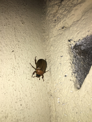 Pelidnota perplexa