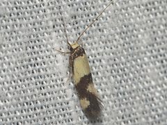 Opogona comptella