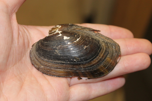 Pondmussel