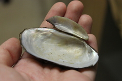 Sagittunio subrostratus