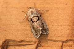 Sympistis infixa