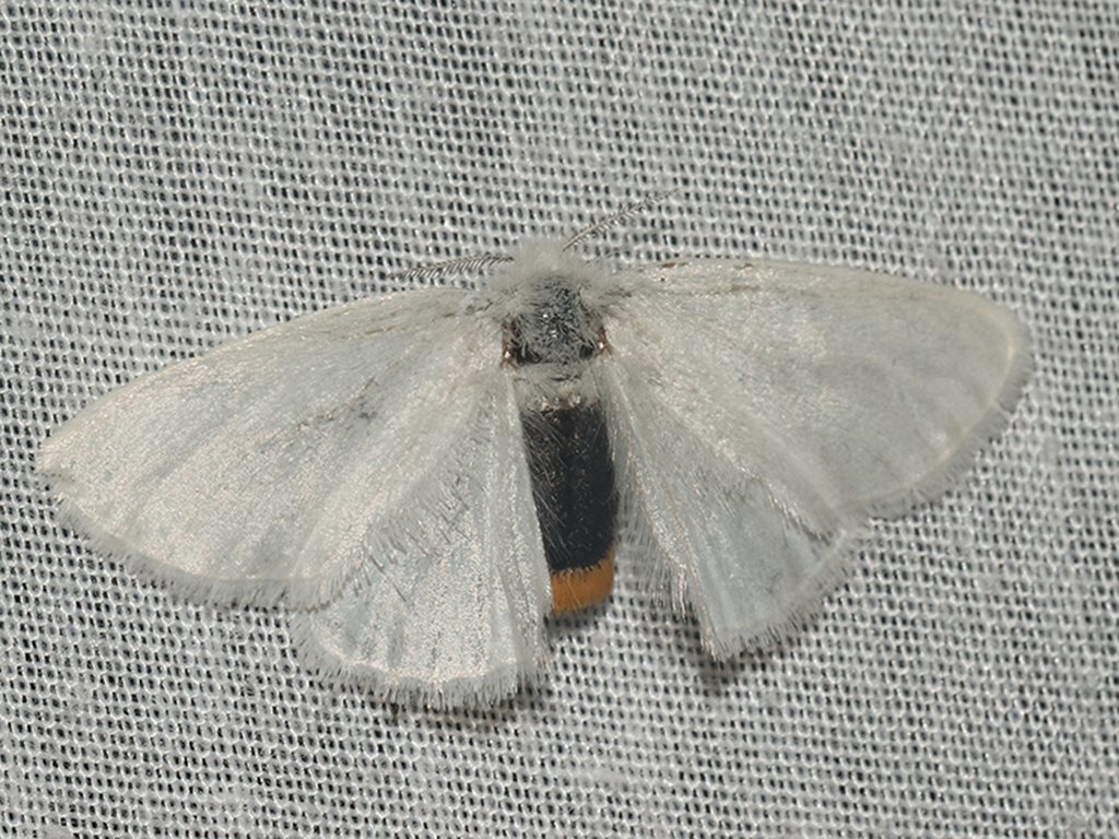 Black-bodied Browntail Moth