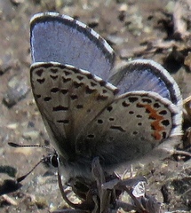 Euphilotes enoptes bayensis
