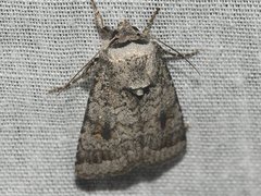 Proteuxoa amaurodes