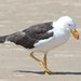 Eastern Pacific Gull - Photo (c) Matt Campbell, some rights reserved (CC BY-NC-SA), uploaded by Matt Campbell