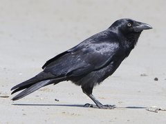 Corvus tasmanicus