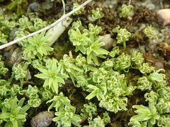 Atrichum crispulum